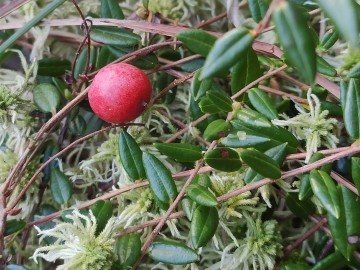 Relacja z rajdu rowerowego „Śladem Królewskich Łowów” 2025, 